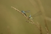 Insectes Agrion élégant (Ischnura elegans)
