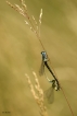 Insectes Agrion élégant (Ischnura elegans)