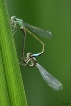 Insectes Agrion élégant (Ischnura elegans)