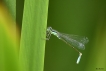 Insectes Agrion élégant (Ischnura elegans)
