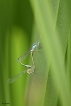 Insectes Agrion élégant (Ischnura elegans)
