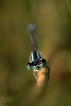 Insectes Agrion élégant (Ischnura elegans)