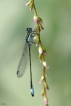 Insectes Agrion élégant (Ischnura elegans)