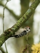 Oiseaux Pic épeichette (Dendrocopos minor) mâle
