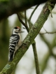 Oiseaux Pic épeichette (Dendrocopos minor) mâle