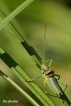 Insectes Éphippigère carénée (Uromenus rugosicollis)