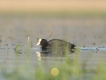 Oiseaux Foulque macroule (Fulica atra)