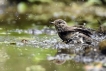 Oiseaux Gobemouche gris (Muscicapa striata)