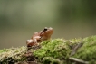 Amphibiens Grenouille agile (Rana dalmatina)
