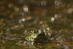 Amphibiens Grenouille verte \