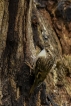 Oiseaux Grimpereau des jardins (Certhia brachydactyla)