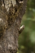 Oiseaux Grimpereau des bois (Certhia familiaris)