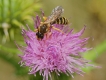 Insectes Halicte de la scabieuse (Halictus scabiosae)