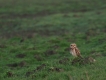 Oiseaux Hibou des marais (Asio fammeus)