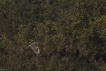 Oiseaux Hibou des marais (Asio fammeus)