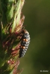 Insectes Larve de coccinelle