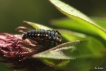 Insectes Larve de coccinelle