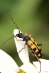 Insectes Lepture tacheté (Rutpela maculata)