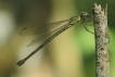 Insectes Leste vert (Chalcolestes viridis)