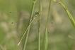 Insectes Leste sauvage (Lestes barbarus)