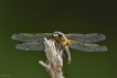 Insectes Libellule à quatre taches (Libellula quadrimaculata)