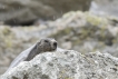 Mammifères Marmotte (Marmota marmota)