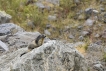 Mammifères Marmotte (Marmota marmota)