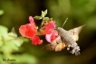 Insectes Moro-sphinx (Macroglossum stellatarum)