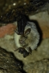 Mammifères Murin à moustaches (Myotis mystacinus)