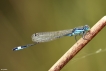 Insectes Agrion élégant (Ischnura elegans)