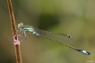 Insectes Agrion élégant (Ischnura elegans)