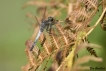Insectes Orthetrum réticulé (Orthetrum cancellatum)
