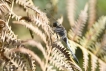 Insectes Orthetrum réticulé (Orthetrum cancellatum)