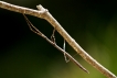 Insectes Phasme