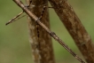 Insectes Phasme