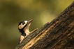 Oiseaux Pic épeiche (Dendrocopos major)