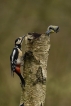 Oiseaux Pic épeiche (Dendrocopos major)