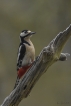 Oiseaux Pic épeiche (Dendrocopos major)