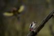 Oiseaux Pic épeiche (Dendrocopos major)