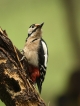 Oiseaux Pic épeiche (Dendrocopos major)