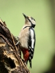 Oiseaux Pic épeiche (Dendrocopos major)