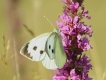 Insectes Piéride de la rave (Pieris rapae)