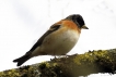 Oiseaux Pinson du Nord (Fringilla montifringilla)