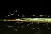 Insectes