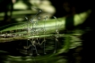 Insectes
