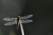 Insectes Libellule à quatre taches (Libellula quadrimaculata)