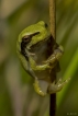 Amphibiens Rainette verte (Hyla arborea)