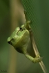 Amphibiens Rainette verte (Hyla arborea)