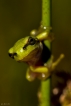 Amphibiens Rainette verte (Hyla arborea)