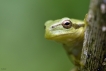 Amphibiens Rainette verte (Hyla arborea)